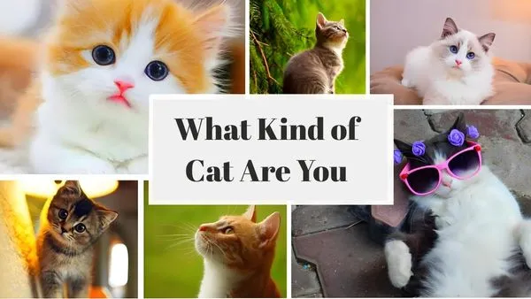What Kind of Cat Are You?😼😻😾😹