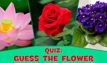 Trivia Quiz: Flower Connoisseur