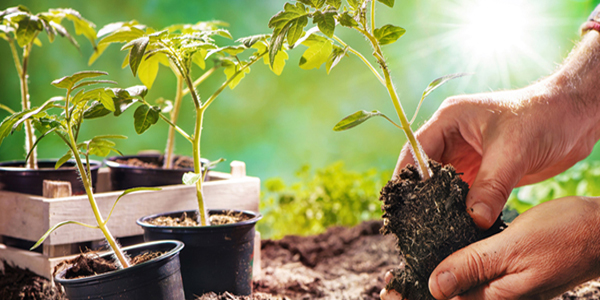 Start With Healthy, Well-Prepared Soil