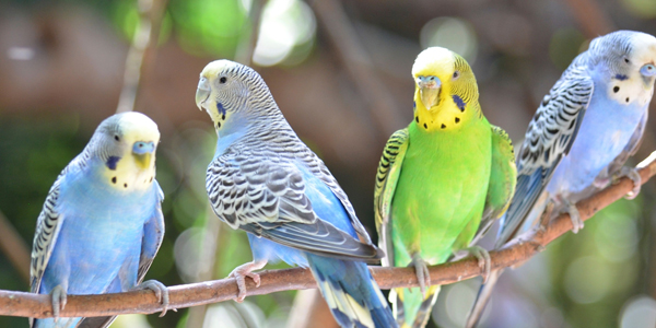 Budgerigar (Budgie)