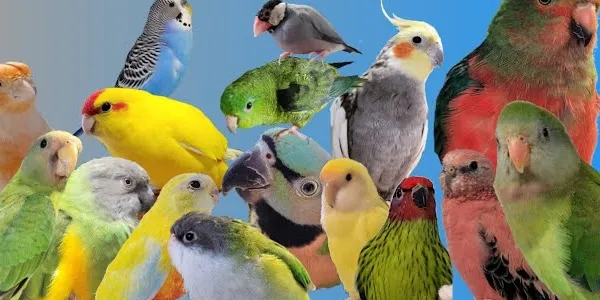 The Most Suitable Pet Birds For Most Families