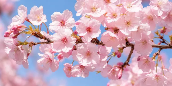 桜は分かっても、この紫の房は？庭先と旅先の記憶で解く花の名前クイズ10問